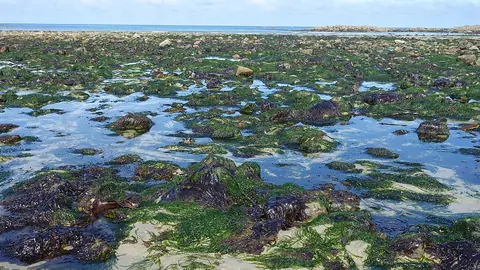 Bord de mer à Plougasnou